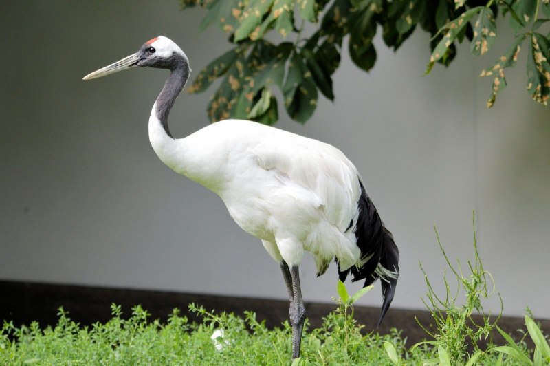 Японский (Уссурийский) журавль Grus japonensis