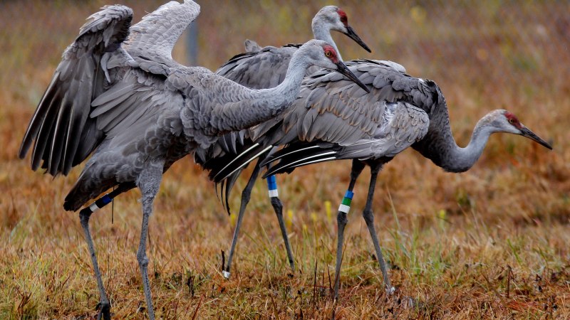 Журавль серый (Grus Grus Linnaeus, 1758)