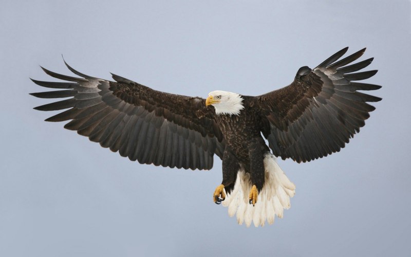 Bird Flap Wings