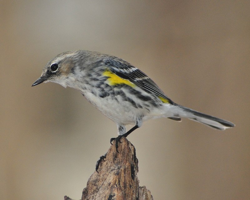 Птица Yellow Rumped Warbler