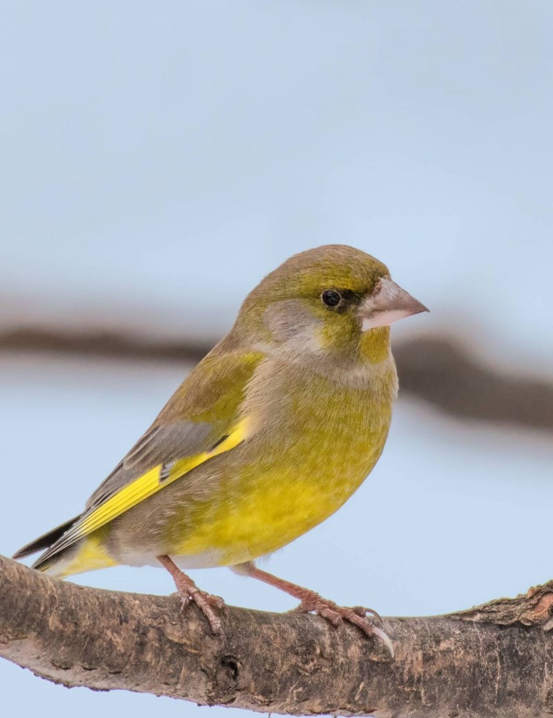 Зеленушка (Chloris Chloris)