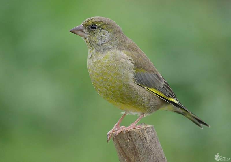 Зеленушка (Chloris Chloris)