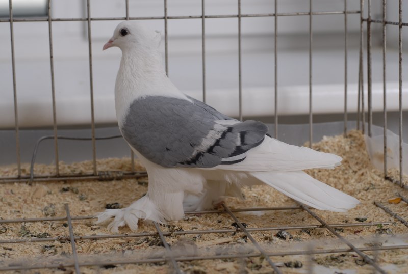 Узбекские голуби Хаккя