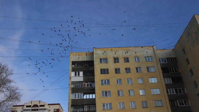Собака в квартире погром