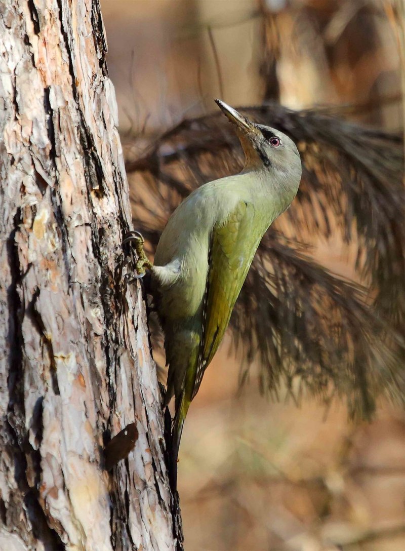 Седой дятел (Picus canus)