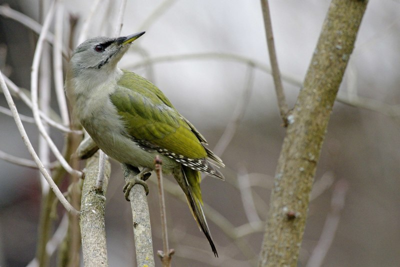 Седой дятел (Picus canus)