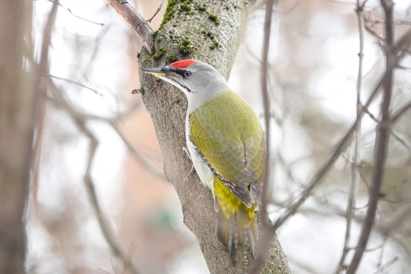 Picus canus