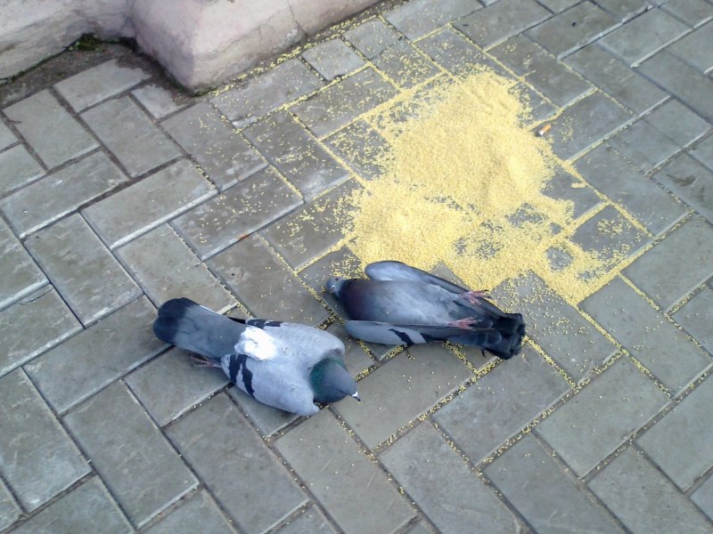 Заниженный голубь