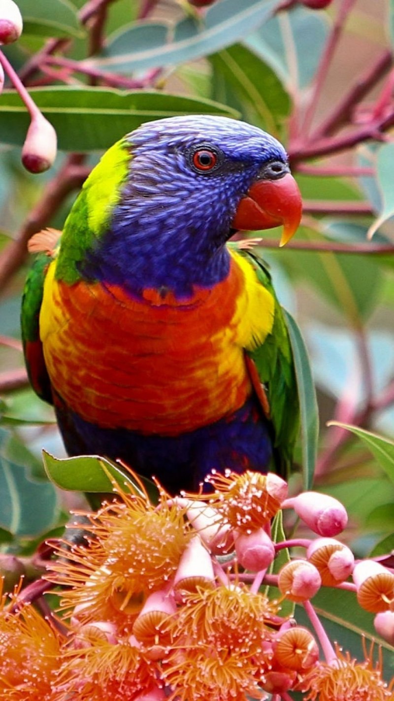 Rainbow Lorikeet попугай