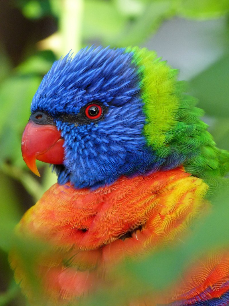 Rainbow Lorikeet попугай