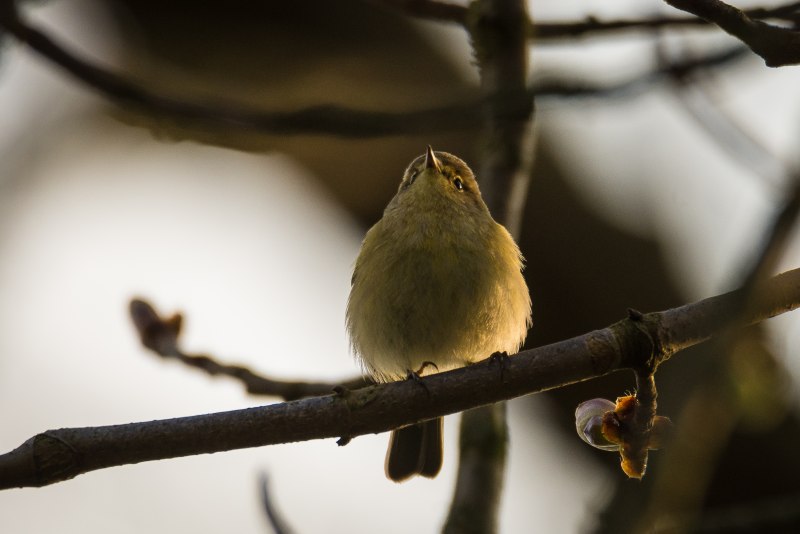 Серый Дрозд (Grey Catbird)