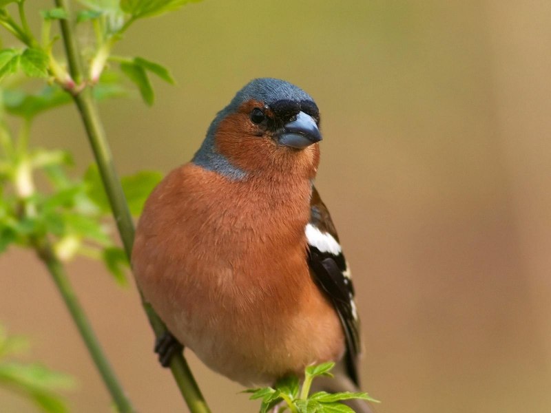 Turdus chrysolaus