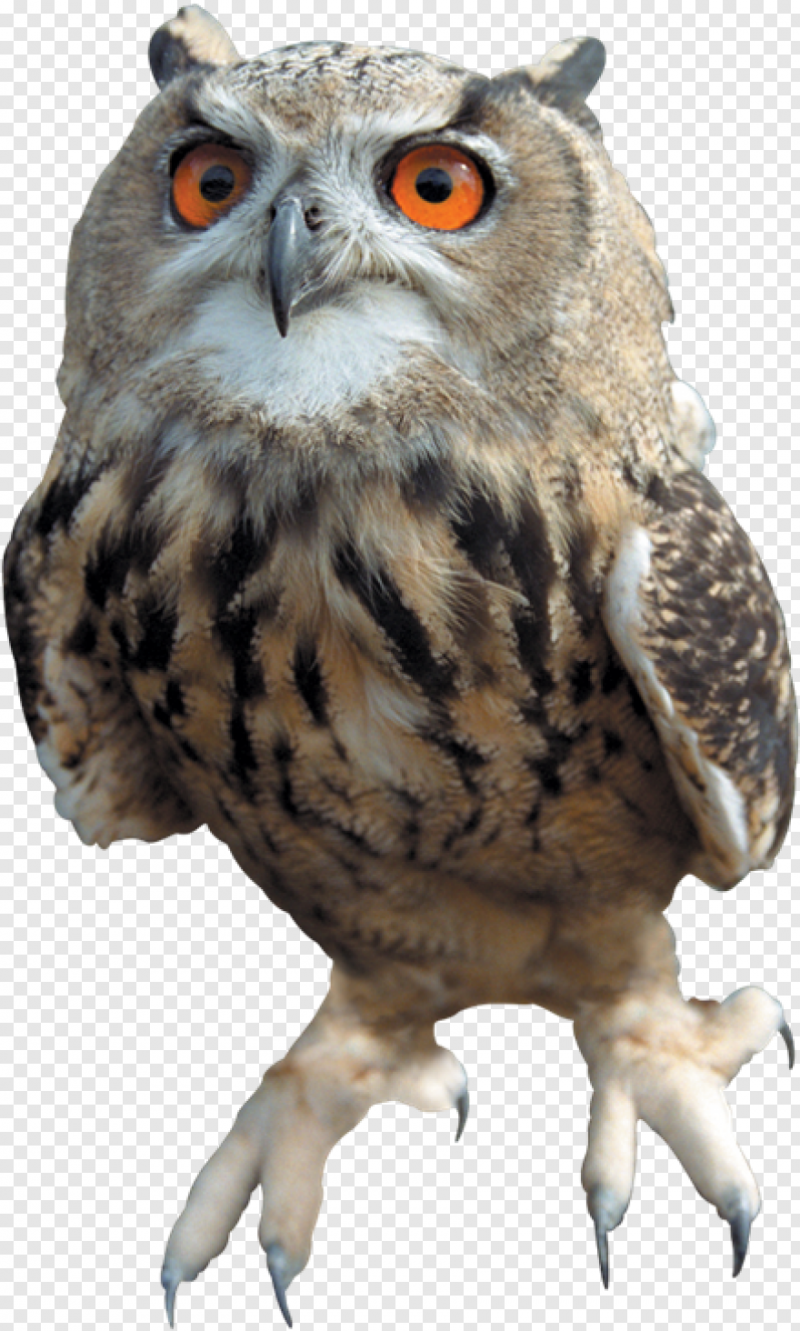 Филин Bubo Bubo на прозрачном фоне