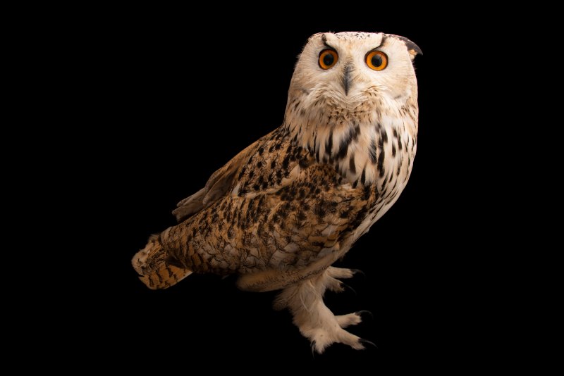 Bubo sibiricus