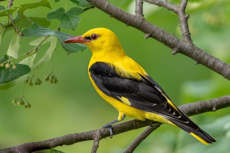 Baltimore Orioles птица