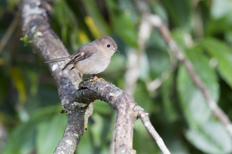 Rose Robin (Petroica rosea