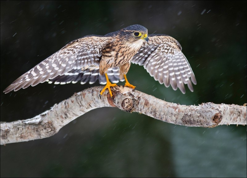 Алтайский Сокол (Falco cherrug altaicus)