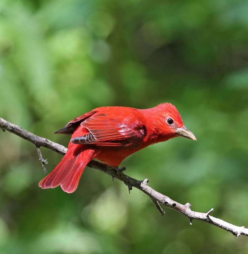 Piranga rubra