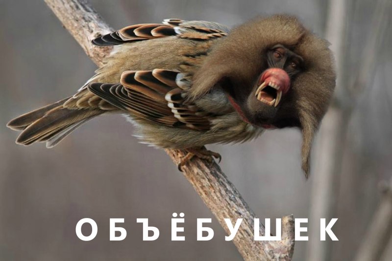 Выёбушек и заёбушек