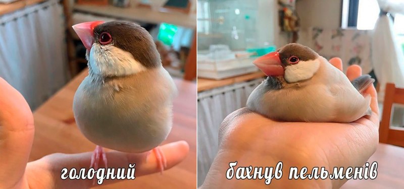 Толстая птица Мем