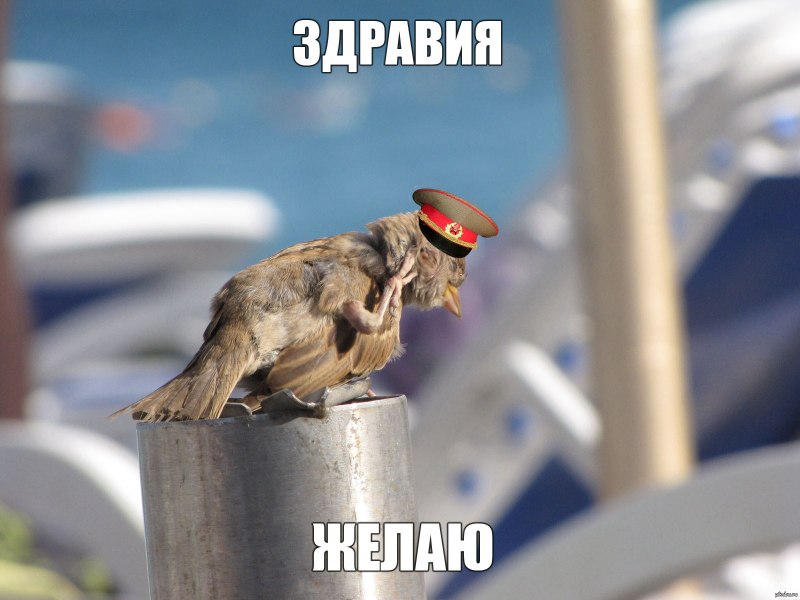 Воинское Приветствие здравия желаю