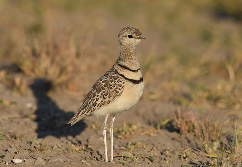 Cursorius temminckii