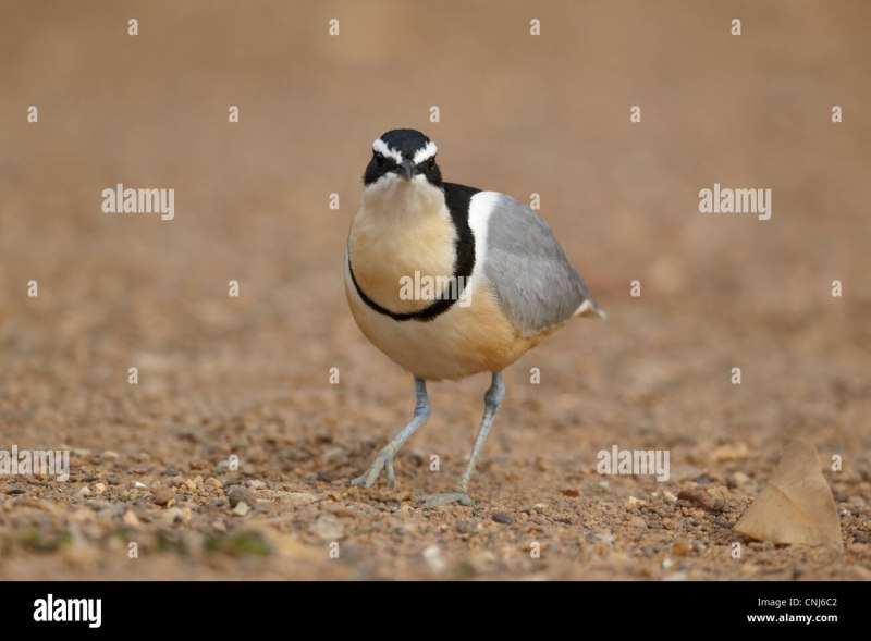 Cursorius SOMALENSIS