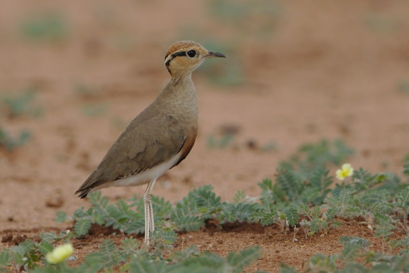 Cursorius coromandelicus)
