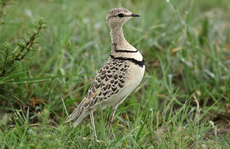 Double-Banded Courser