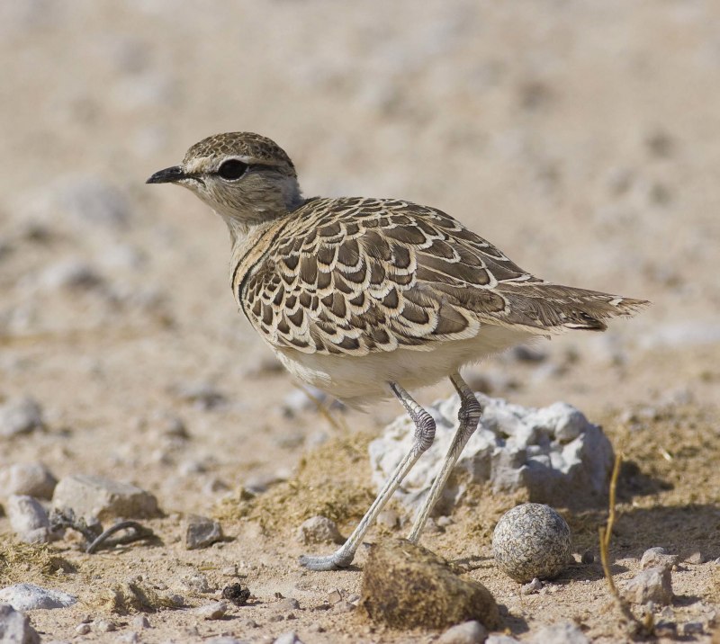 Rhinoptilus africanus