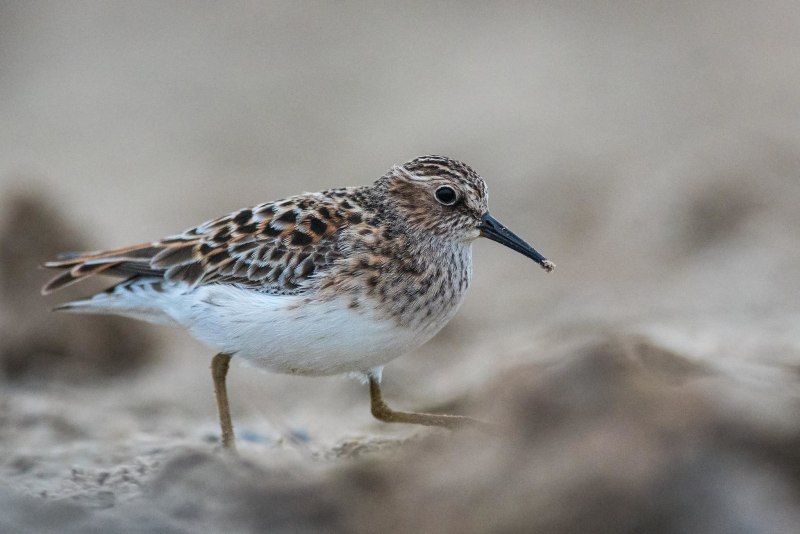 Calidris tenuirostris