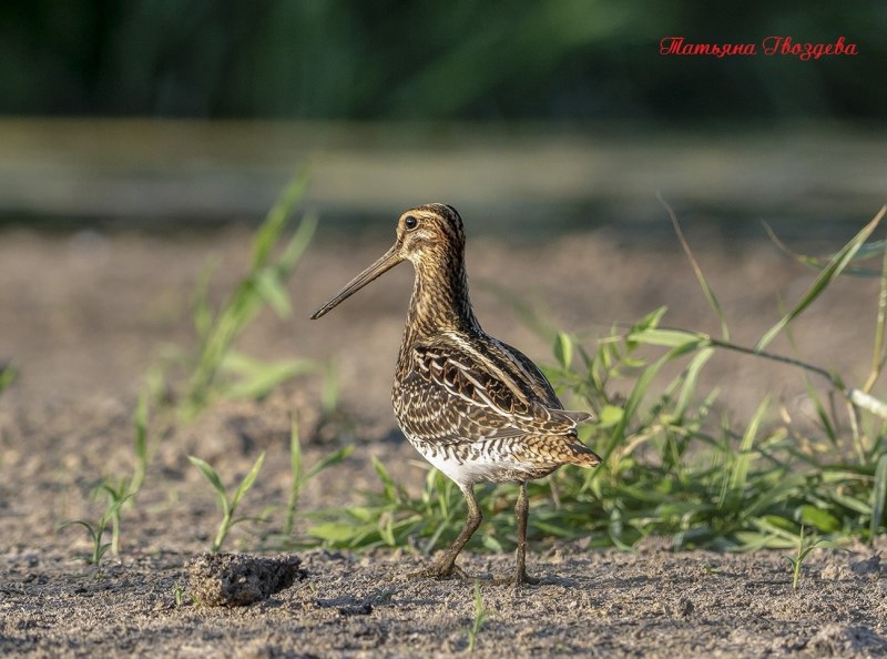 Чернозобик Calidris Alpina
