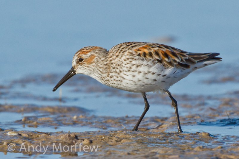 The least Sandpiper (Calidris minutilla)