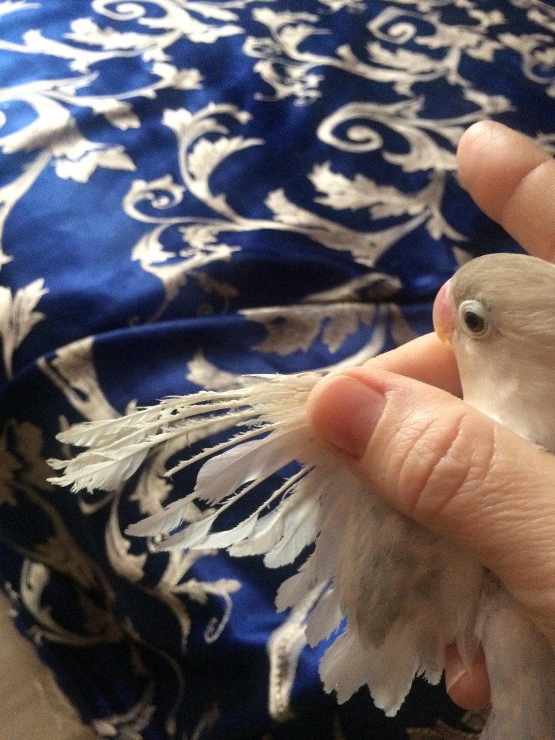 Домашний попугай корелла