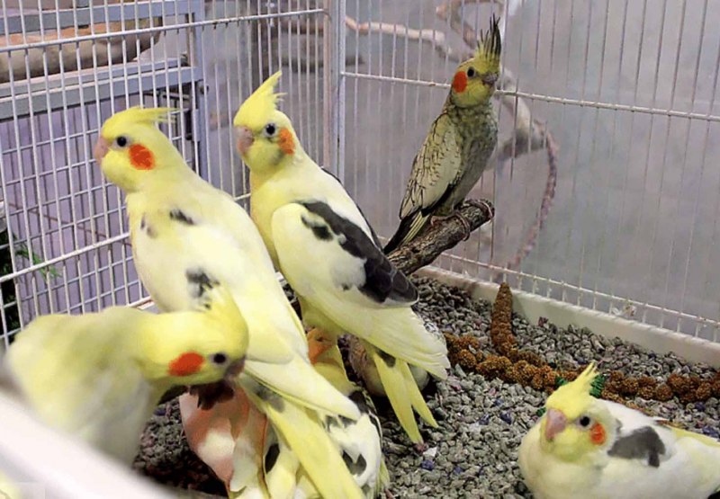Волнистые попугаи и кореллы