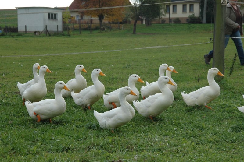 Утка черри Велли