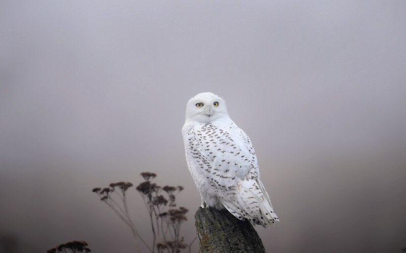 Bubo scandiacus