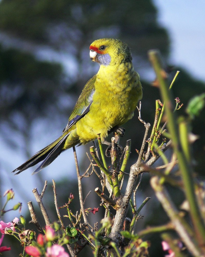Platycercus caledonicus