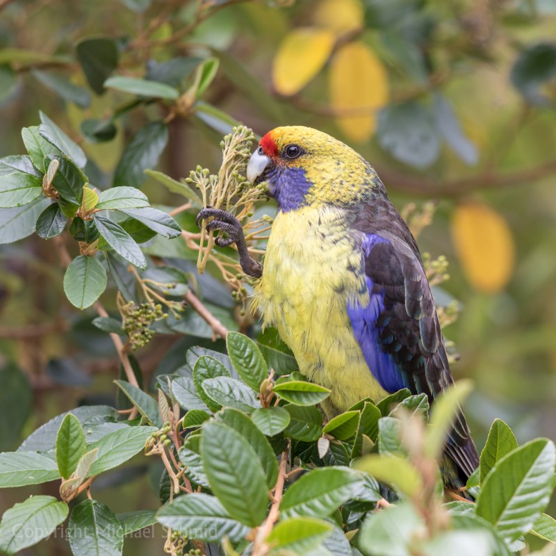 Platycercus caledonicus