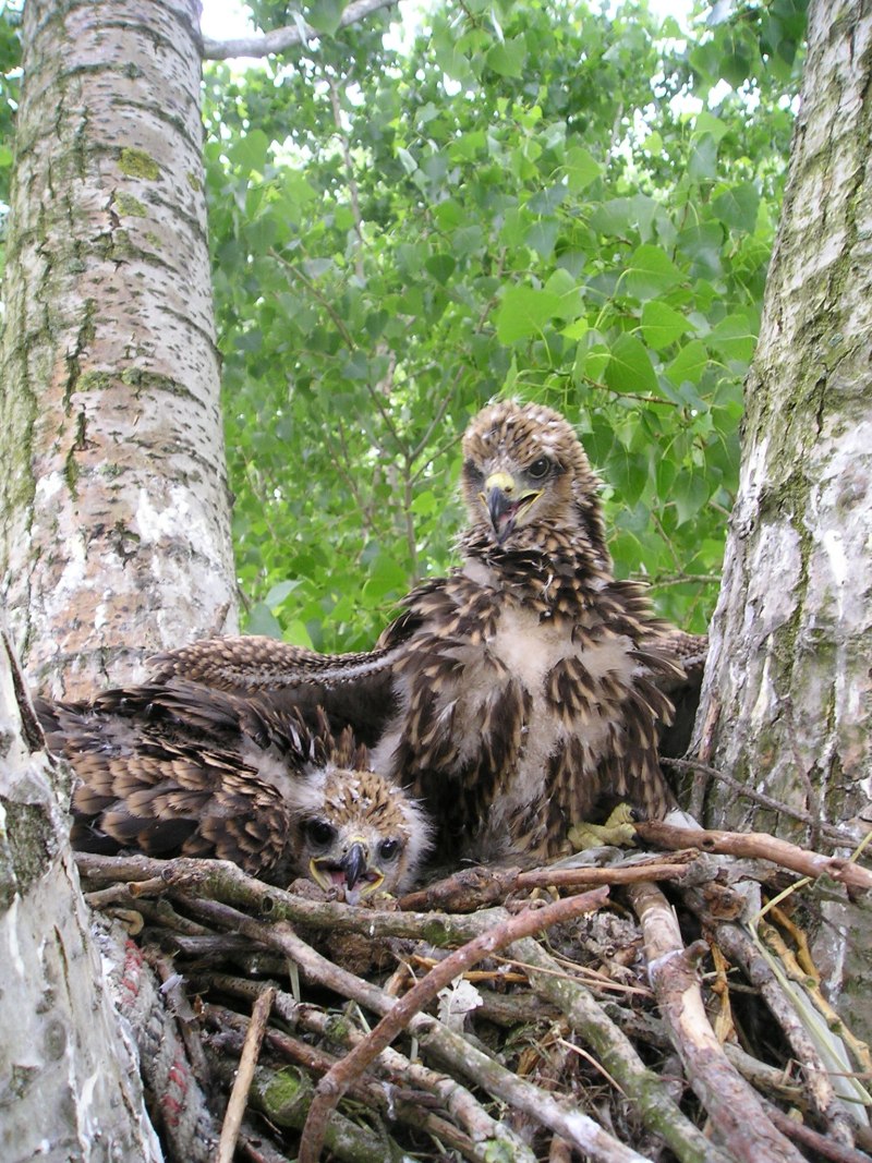 Черный Коршун Размеры