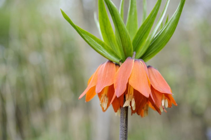 Рябчик Императорский (Fritillaria Imperialis) 'Aureomarginata'