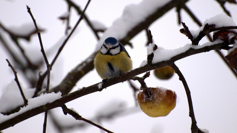 Птицы зимой