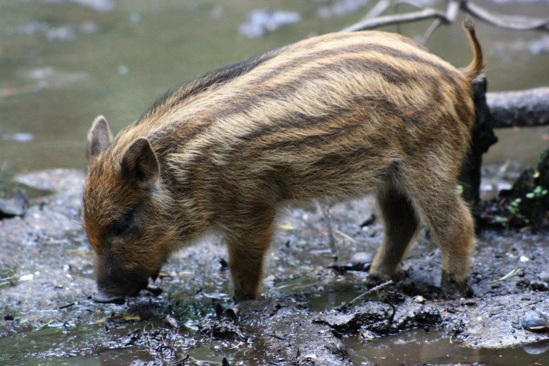 Кабан (sus scrofa l.)
