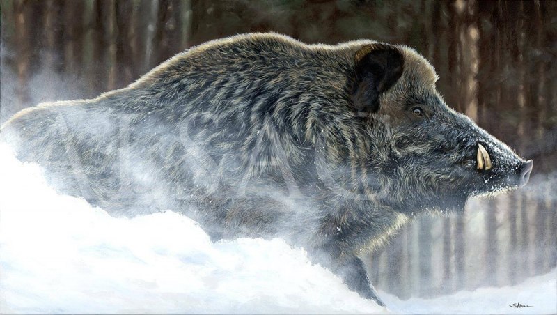 Арденнский Вепрь