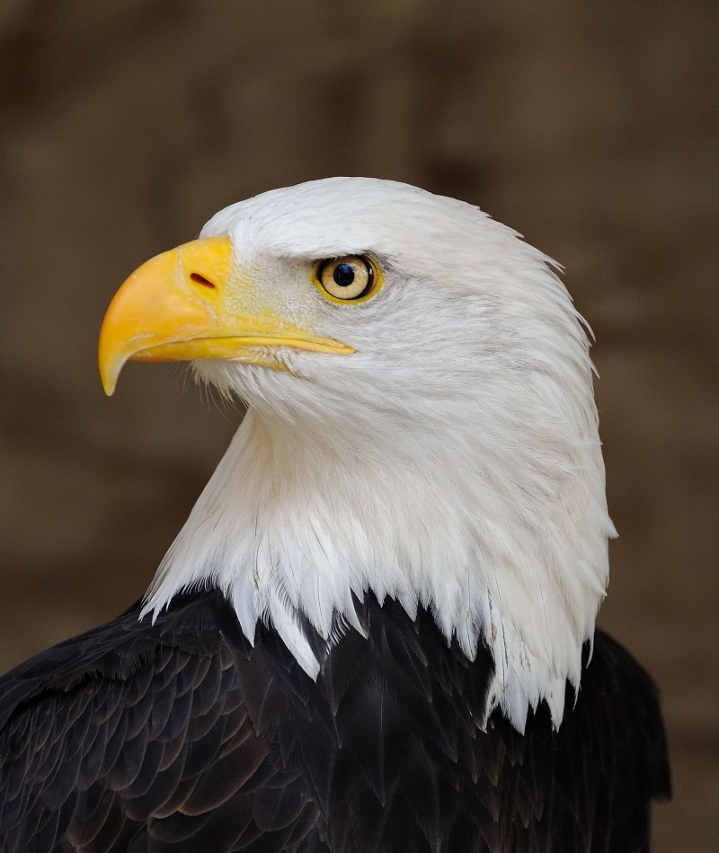Лилия bald Eagle