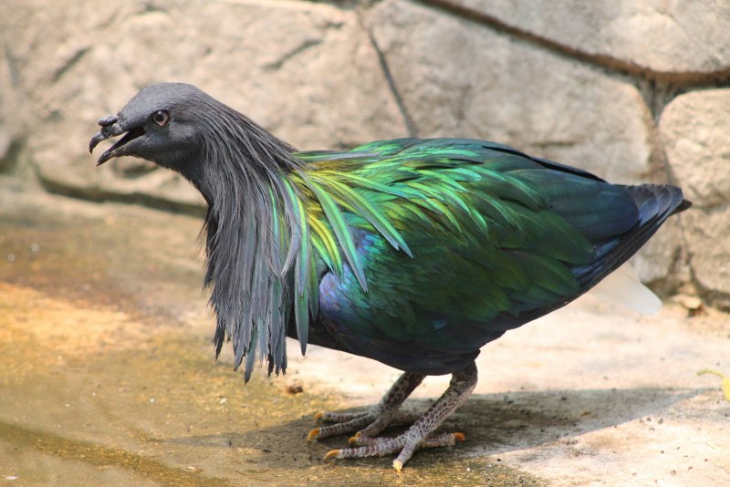 Nicobar Pigeon