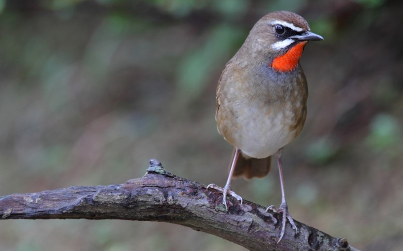 Cardinalis sinuatus