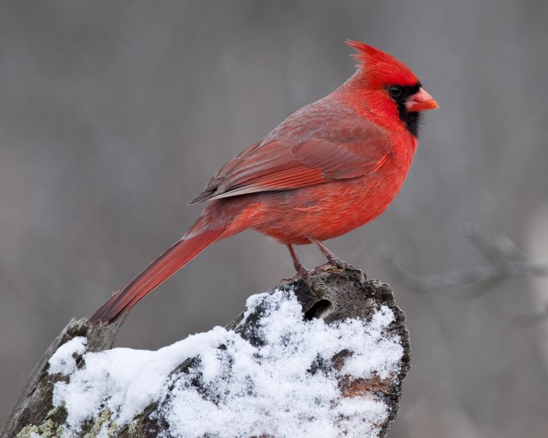 Птица Purple Finch
