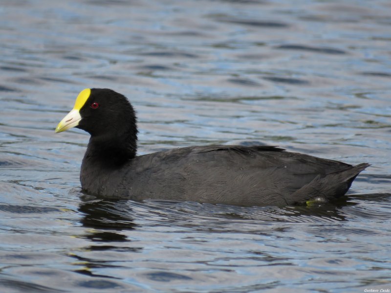 Eurasian Coot