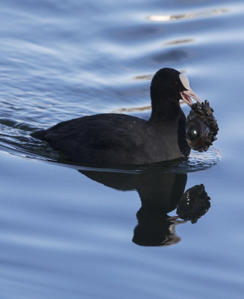 American Coot